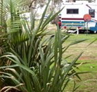 Buronga Riverside Caravan Park - Hotel Accommodation