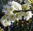 Coolah Caravan Park - Hotel Accommodation