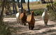The Range - Berridale - thumb 16