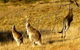 The Range - Berridale - thumb 17