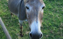 Alstonville Country Cottages - Hotel Accommodation 3