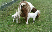 Big Bell Farm - Hotel Accommodation 4