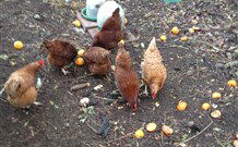 Eaglewood B And B And Farmstay - Hotel Accommodation 2