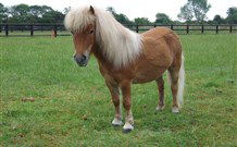 Red Hill Organics Farmstay - Hotel Accommodation 6