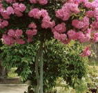 Eden Bed and Breakfast - Hotel Accommodation