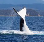 Snug Cove Bed and Breakfast - Hotel Accommodation