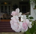 White House Heritage Guesthouse - Hotel Accommodation