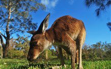 Mount Seaview Resort - Hotel Accommodation 4