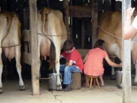 Bunyip Springs Farmstay - Hotel Accommodation 2