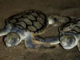 Rose Bay Resort - Hotel Accommodation 1