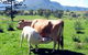 Cedar Glen Farmstay - thumb 0