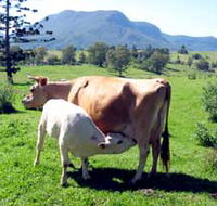 Cedar Glen Farmstay - Hotel Accommodation