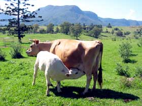 Cedar Glen Farmstay - Hotel Accommodation 0