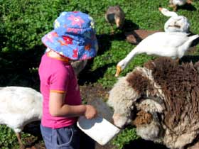Cedar Glen Farmstay - Hotel Accommodation 1