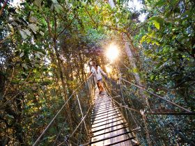 O'Reilly's Rainforest Retreat - Hotel Accommodation 0