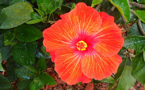 BEST WESTERN Sea Spray Motel - Hotel Accommodation 23