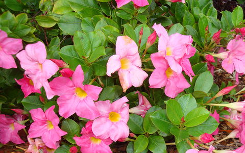 BEST WESTERN Sea Spray Motel - Hotel Accommodation 22