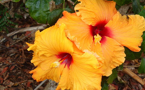 BEST WESTERN Sea Spray Motel - Hotel Accommodation 24