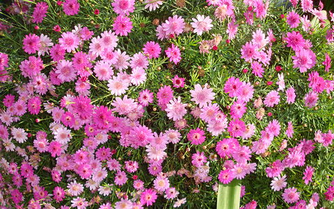 BEST WESTERN Sea Spray Motel - Hotel Accommodation 27