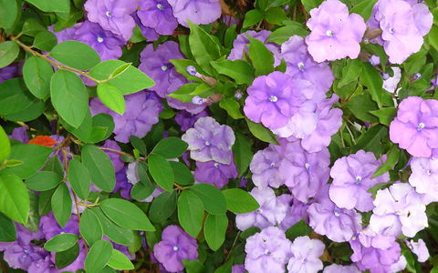 BEST WESTERN Sea Spray Motel - Hotel Accommodation 26