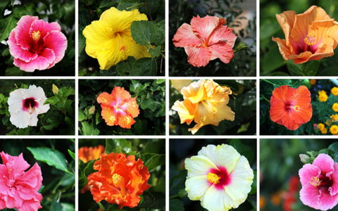 BEST WESTERN Sea Spray Motel - Hotel Accommodation 28