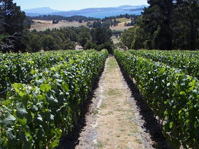 Resolution Vineyard House - Hotel Accommodation 1