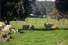 Ferndale Guest Cottage - Hotel Accommodation 0