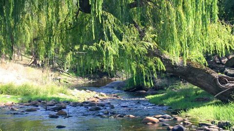 Elmstead Cottages - Hotel Accommodation 5