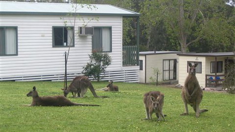 Halls Gap Caravan Park - Hotel Accommodation 0