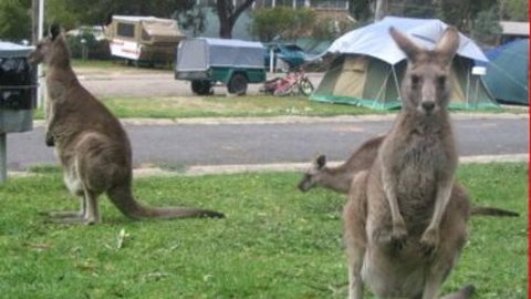 Halls Gap Caravan Park - Hotel Accommodation 4