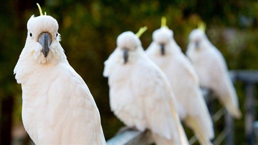 Aireys Inlet VIC Hotel Accommodation