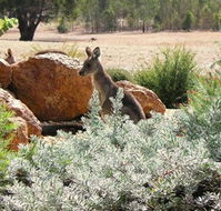 Kangaroos in the Top Paddock - Hotel Accommodation