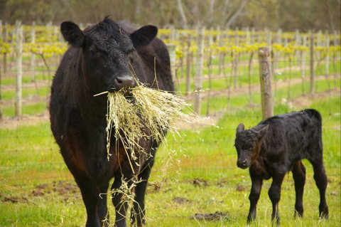 Naimanya Cottage - Hotel Accommodation 5