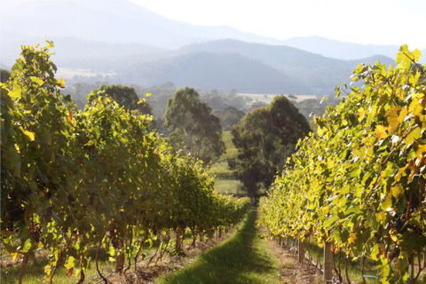 Pizzini's Vineyard Guesthouse - Hotel Accommodation 6