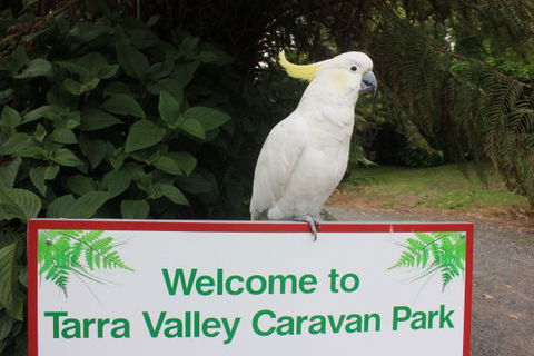 Tarra Valley Caravan Park - Hotel Accommodation 3