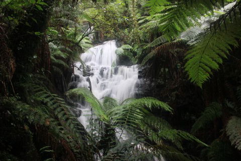 Tarra Valley Caravan Park - Hotel Accommodation 4