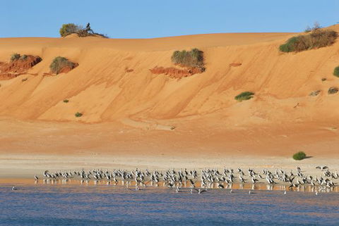 Herald Bight Camp At Francois Peron National Park - Hotel Accommodation 3