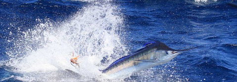 True Blue Fishing Charters - Hotel Accommodation 1