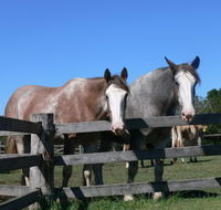 Clydesdale Motel and Steakhouse - Hotel Accommodation