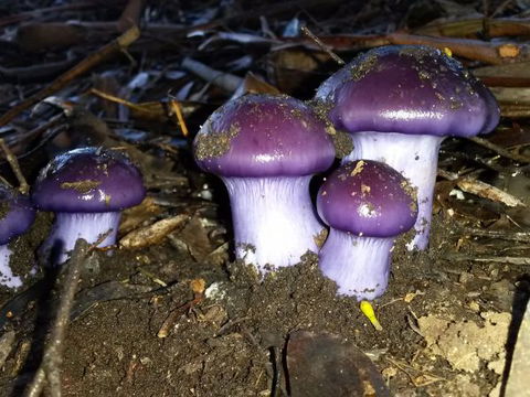 Eagle's Roost Farmstay B&B - Hotel Accommodation 9