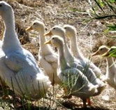 Duck Duck Goose Bed and Breakfast - Hotel Accommodation