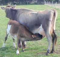 Animal Land - Hotel Accommodation