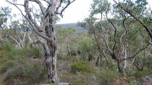 Wollombi NSW Hotel Accommodation