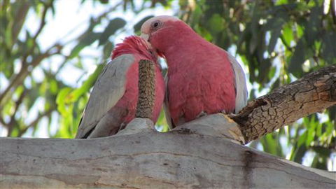 River Gardens Bed And Breakfast Farmstay - Hotel Accommodation 6