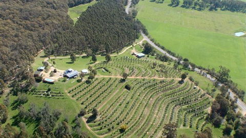 Karoonda Olive Grove Retreat At Mt Buffalo Olives - Hotel Accommodation 2