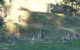 Karoonda Olive Grove Retreat At Mt Buffalo Olives - thumb 6