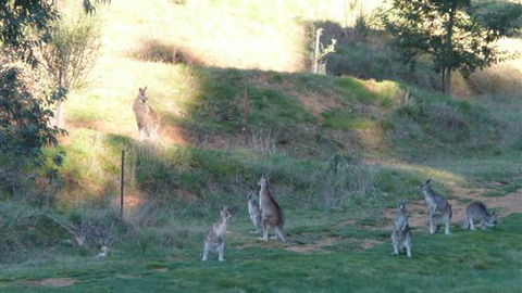 Karoonda Olive Grove Retreat At Mt Buffalo Olives - Hotel Accommodation 6