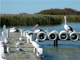 Milang Lakeside Caravan Park - Hotel Accommodation 1