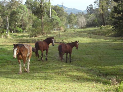 Amamoor Lodge - Hotel Accommodation 2