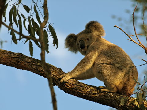 Amamoor Lodge - Hotel Accommodation 4